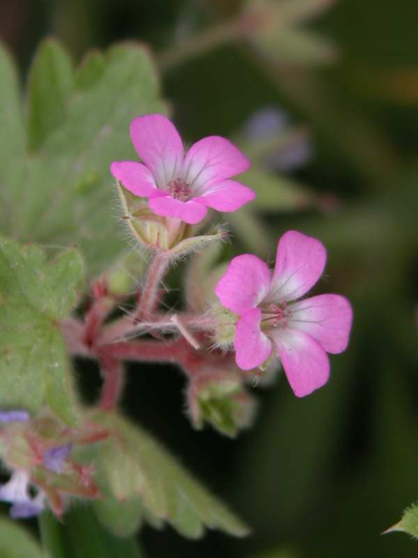 Geranium rotundifolium / Geranio malvaccino